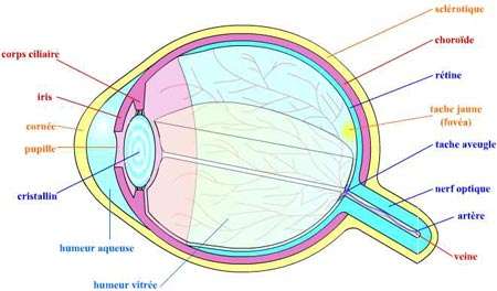 Oeil - Anatomie