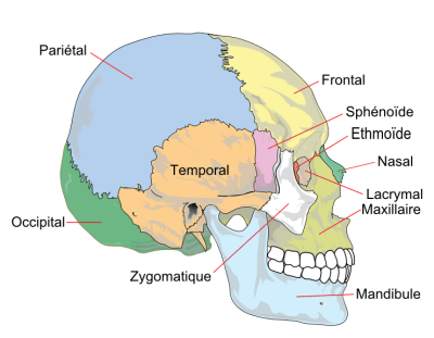 Squelette - Crâne