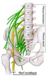 Anatomie et physiologie du nerf périphérique
