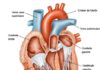 Anatomie de l'appareil cardiaque