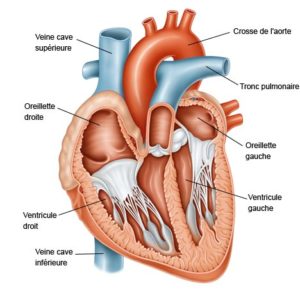 Anatomie de l'appareil cardiaque