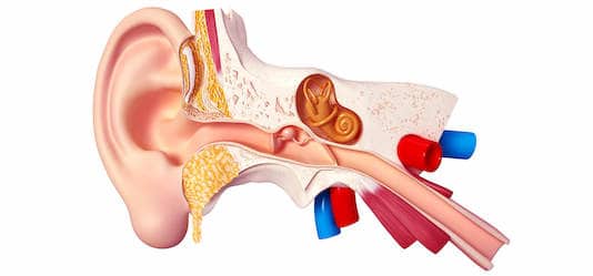Anatomie fonctionnelle des voies auditives