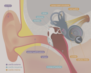 Anatomie de l'oreille interne (Suite)
