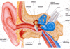 Anatomie de l'oreille interne