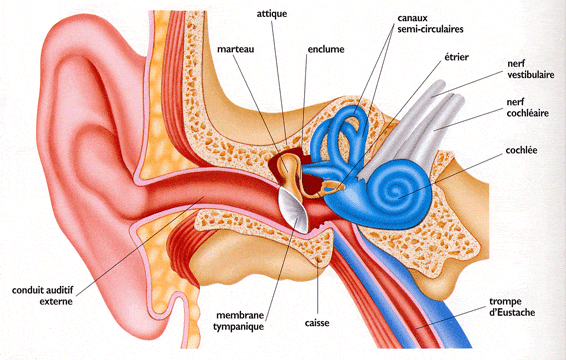 Anatomie de l'oreille interne