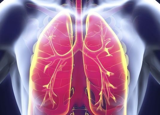 Anatomie du poumon humain