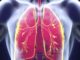 Anatomie du poumon humain