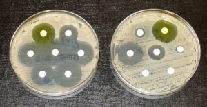 Antibiothérapie et résistance bactérienne en oto-rhino-laryngologie