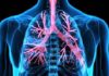 Cellules de la réponse immunitaire dans le poumon. Interactions entre les cellules accessoires et les lymphocytes T