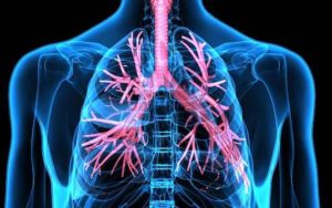 Cellules de la réponse immunitaire dans le poumon. Interactions entre les cellules accessoires et les lymphocytes T