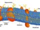 Chimie du nerf périphérique : les protéines de la myéline
