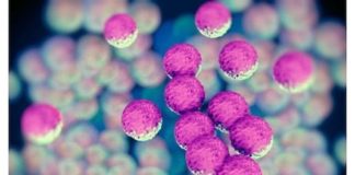 Manifestations cutanées des infections bactériennes systémiques