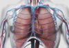 Interactions coeur-poumon en pathologie cardiaque et respiratoire