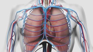 Interactions coeur-poumon en pathologie cardiaque et respiratoire