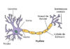 Lipides du nerf périphérique