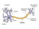 Lipides du nerf périphérique