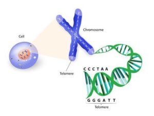 Indications de l’analyse des chromosomes et de l’ADN pour le diagnostic des maladies génétiques
