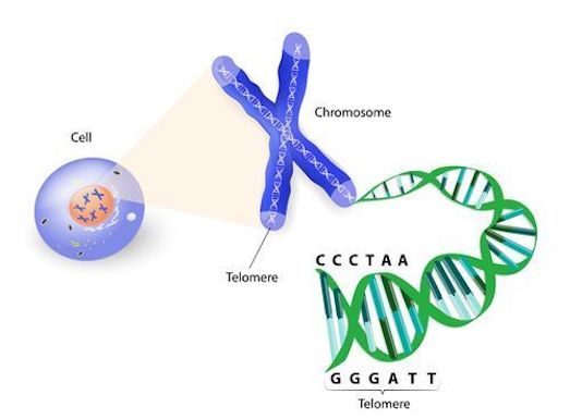 Indications de l’analyse des chromosomes et de l’ADN pour le diagnostic des maladies génétiques