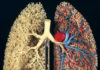 Morphologie et morphométrie du poumon humain (Suite)