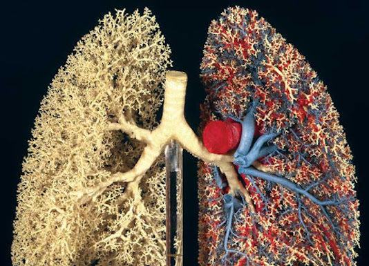 Morphologie et morphométrie du poumon humain (Suite)