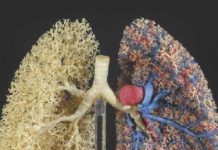 Morphologie et morphométrie du poumon humain
