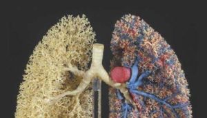 Morphologie et morphométrie du poumon humain