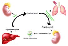 Physiologie et méthodes d’exploration du système rénine-angiotensine-aldostérone