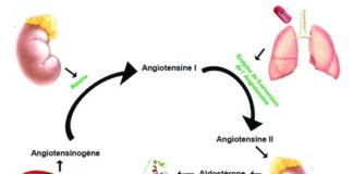 Physiologie et méthodes d’exploration du système rénine-angiotensine-aldostérone