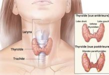 Structure et physiologie thyroïdiennes (Suite)