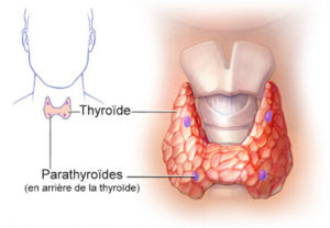 Structure et physiologie thyroïdiennes